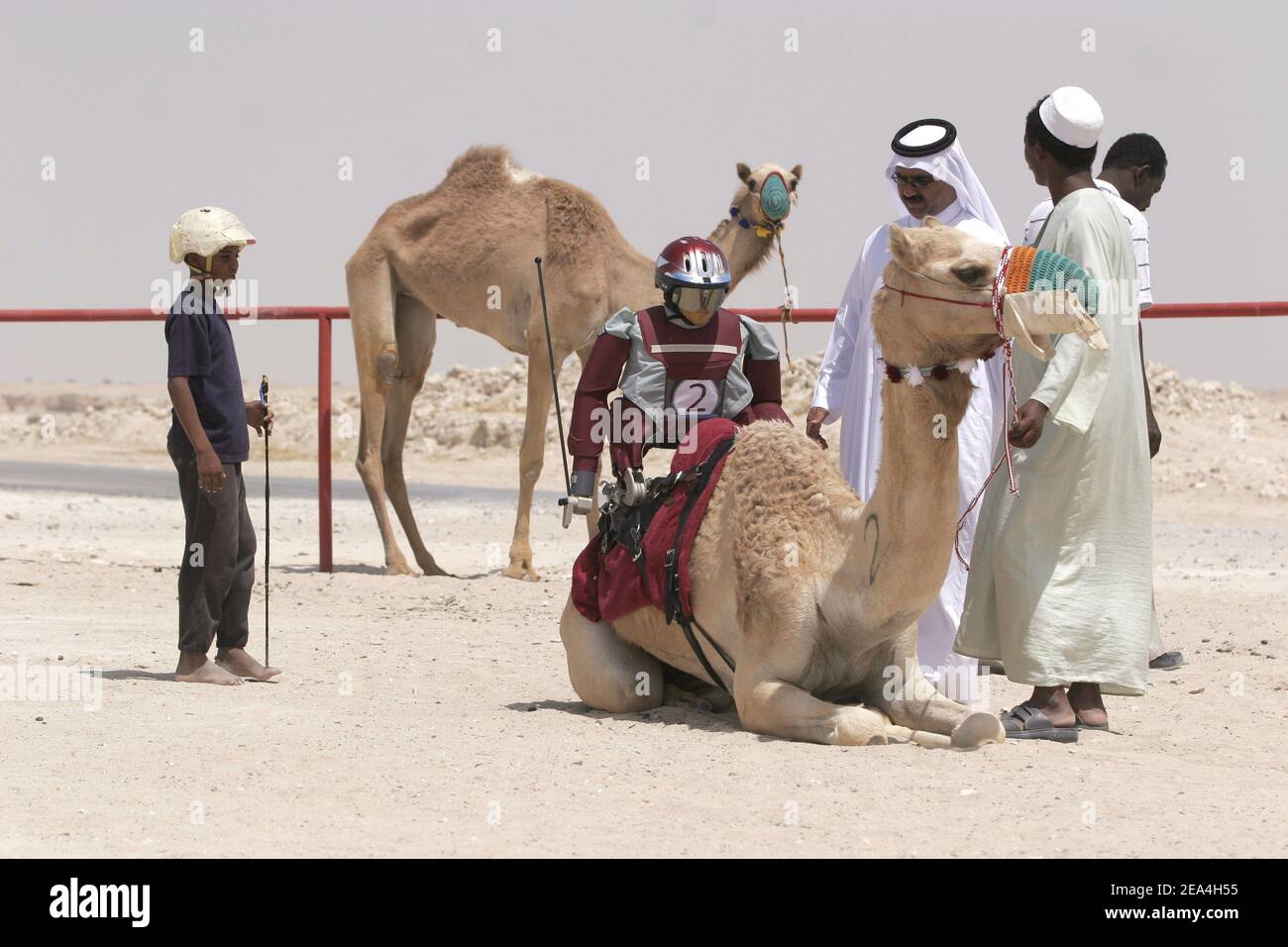 Camel robot jockeys hires stock photography and images Alamy