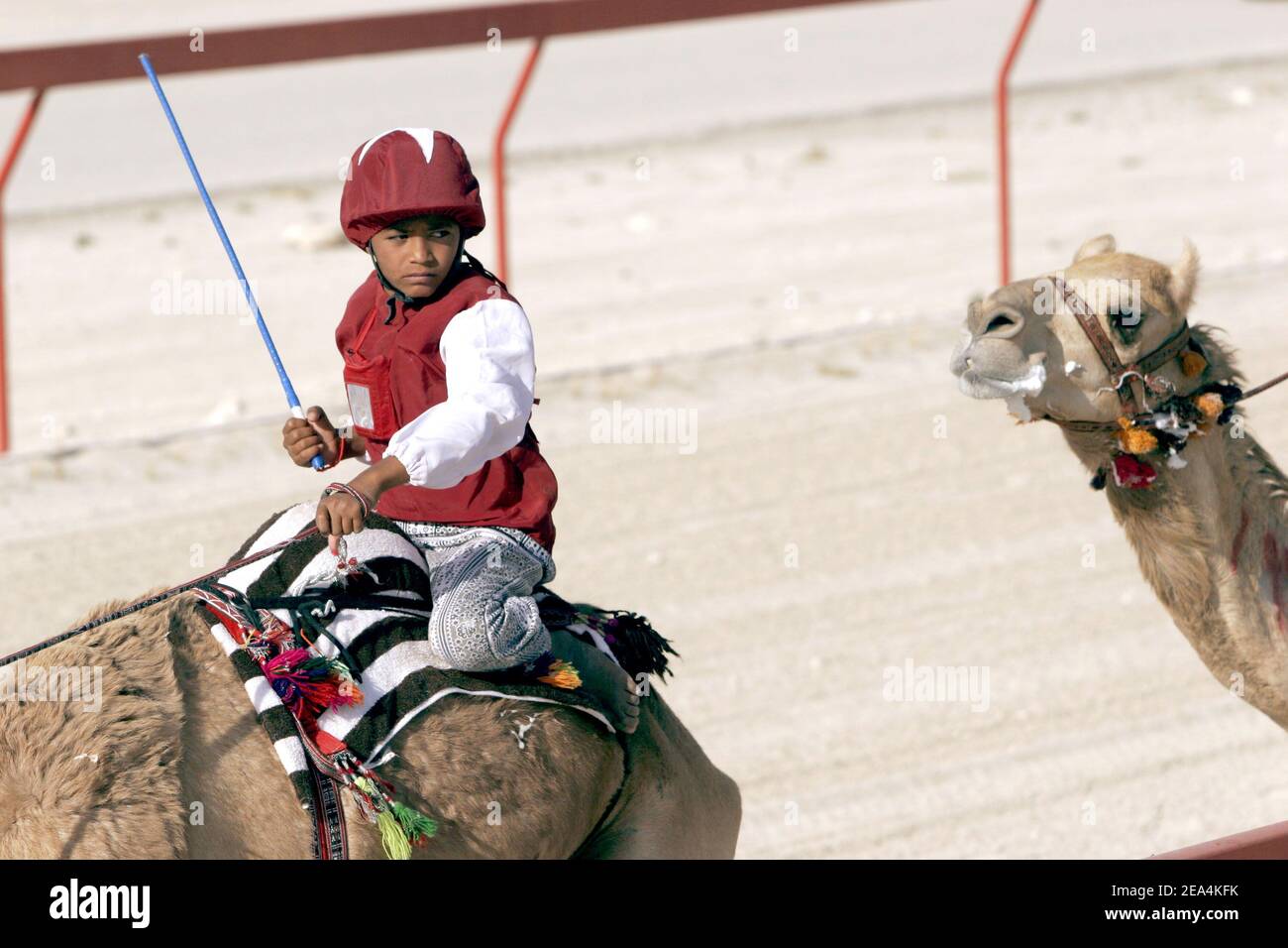 A camel race takes place on a race track in the desert near Doha, Qatar ...