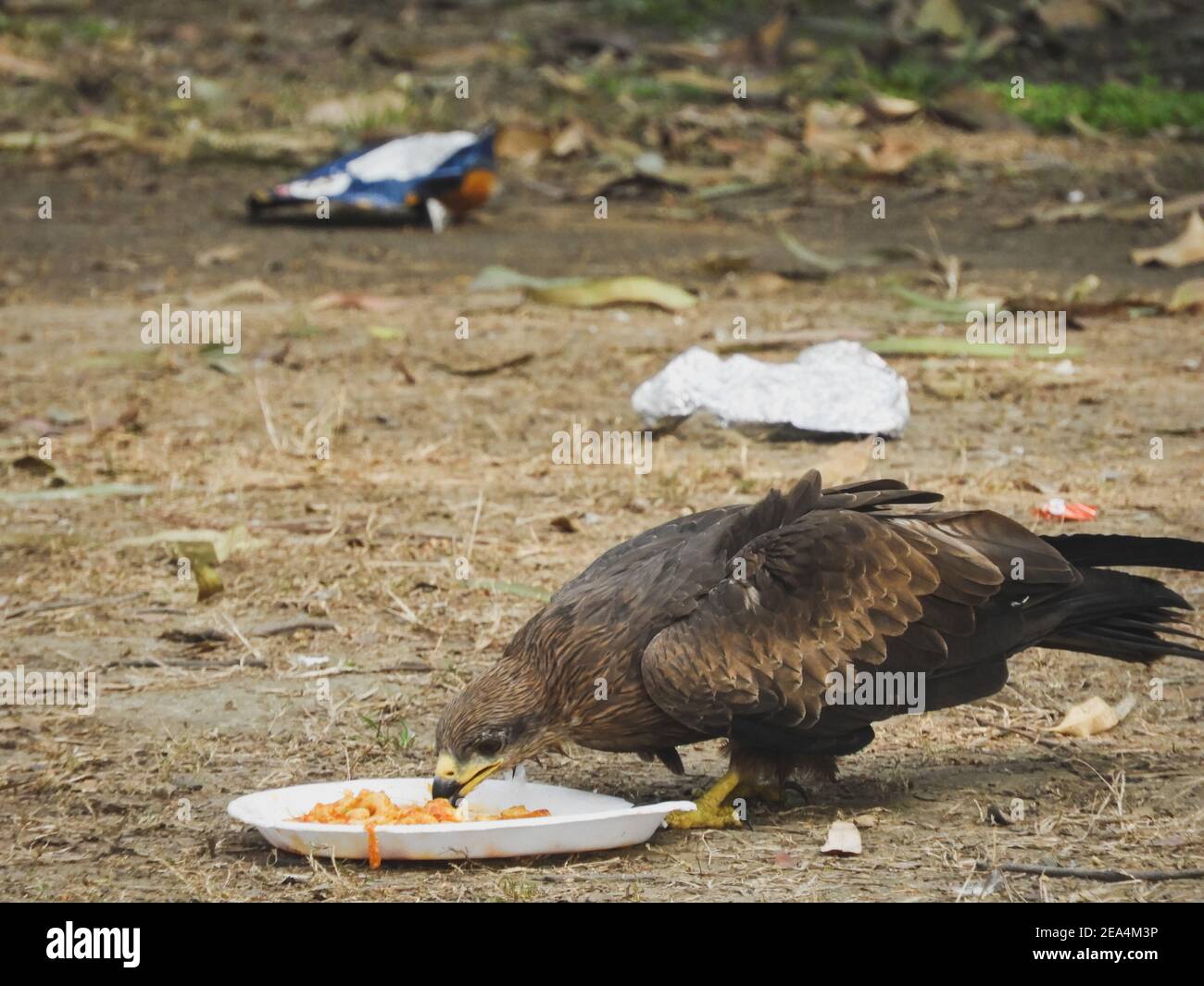 Black Kite Eating Food From Waste Stock Photo - Alamy Black Kite Eating Food From Waste Stock Photo - Alamy