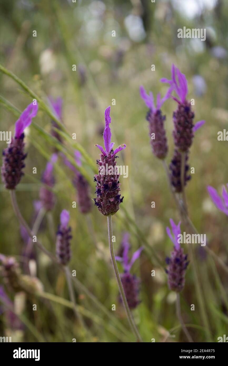 Happy lavender flowers Stock Photo - Alamy