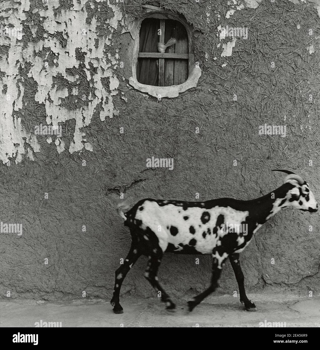 Black and white goat with adobe wall  Venezuela;South America Stock Photo