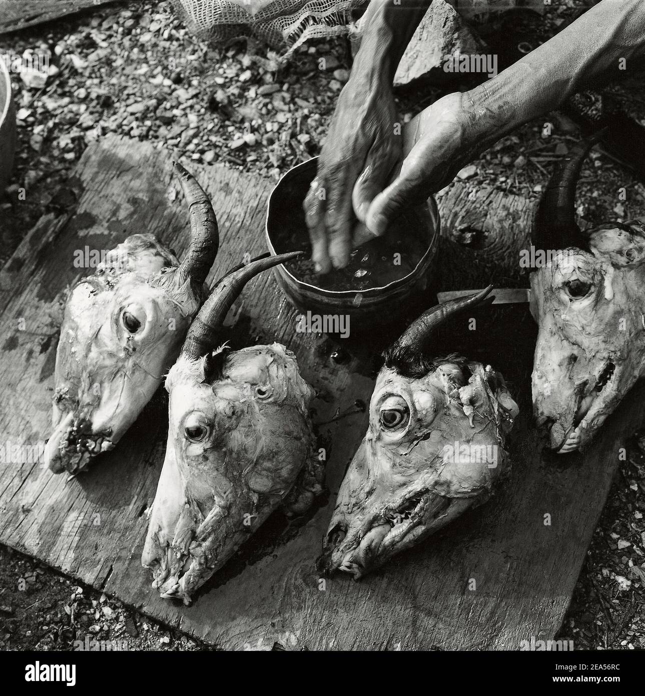 Goat heads prepared for cooking in Falcon, Falcon State, Venezuela;South America. Stock Photo