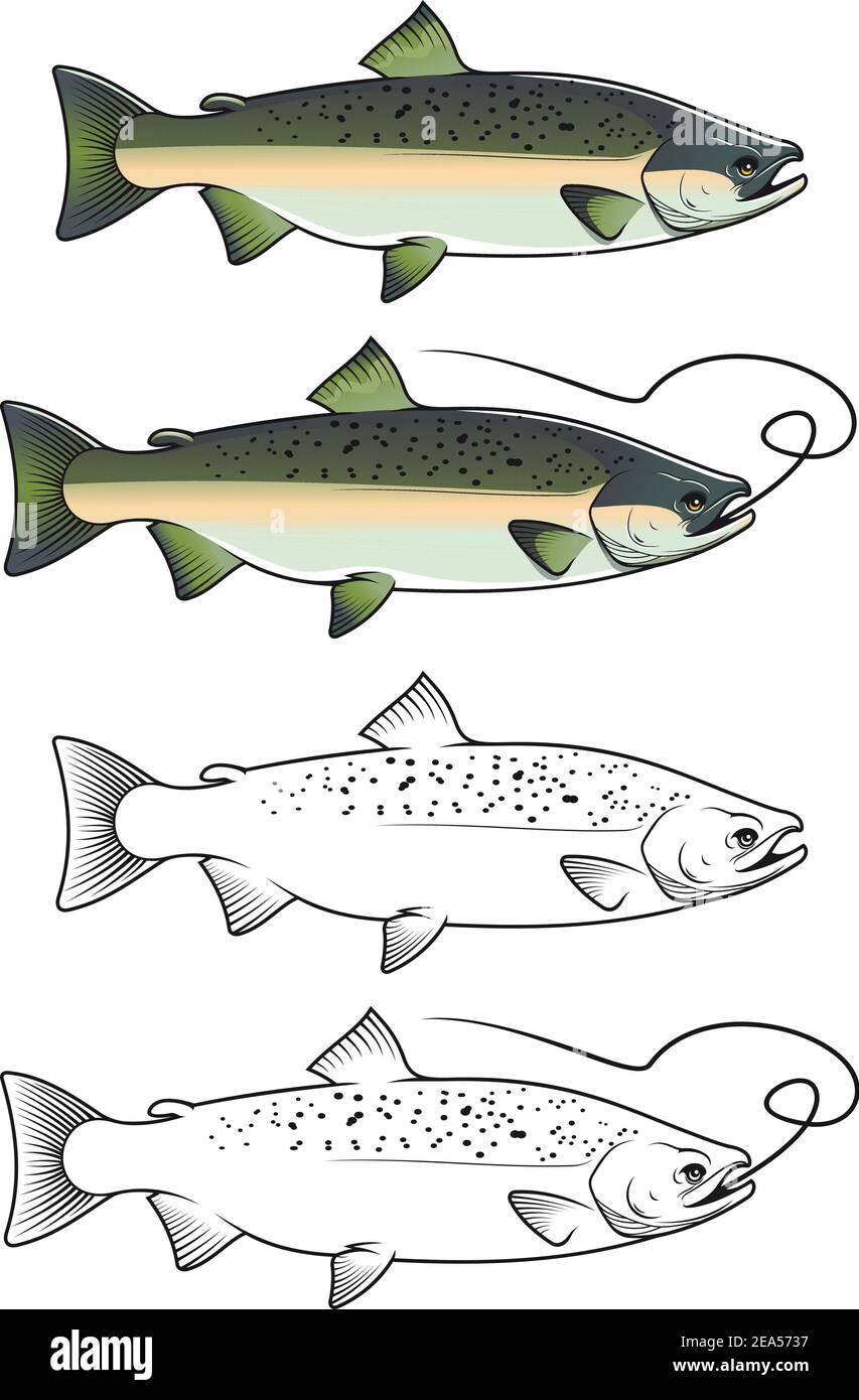 Chum salmon fish in color and w/b versions for fishing design Stock Vector