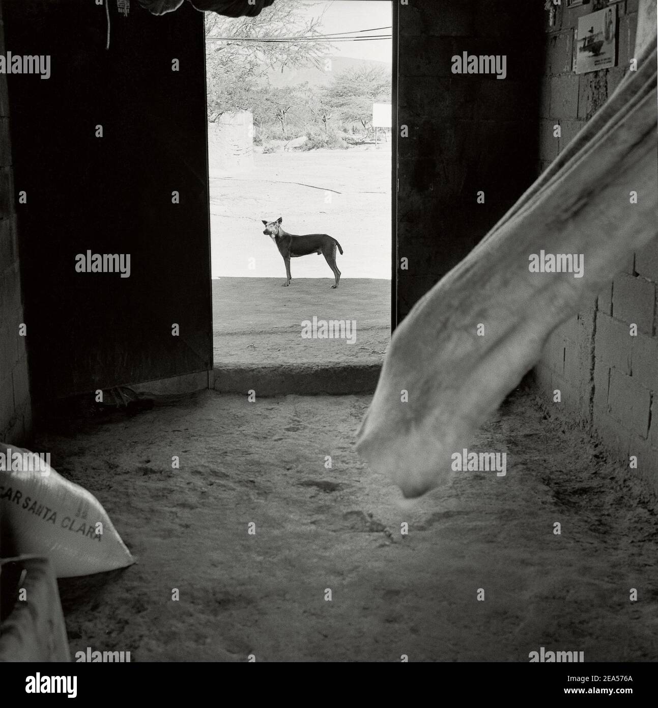 White curtain blows from door of house and dog waiting in the heat . Falcon, Falcon State, Venezuela; South America Stock Photo