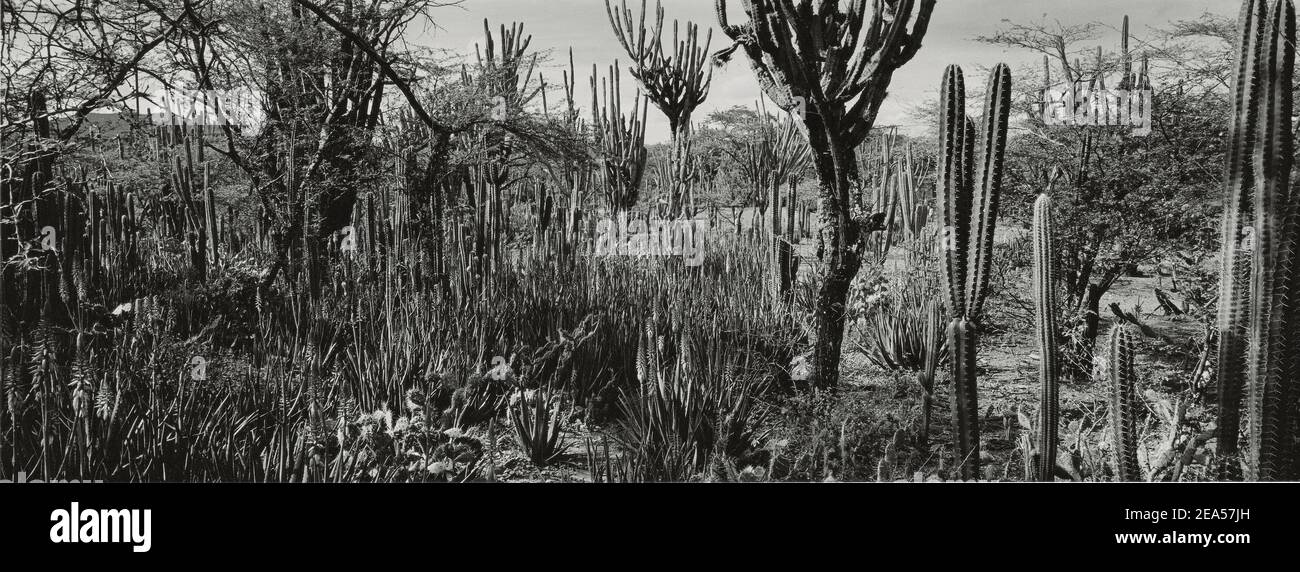 Panorama  moody ,black and white landscape of the desert in Lara, Lara state, Venezuela , South America. Stock Photo