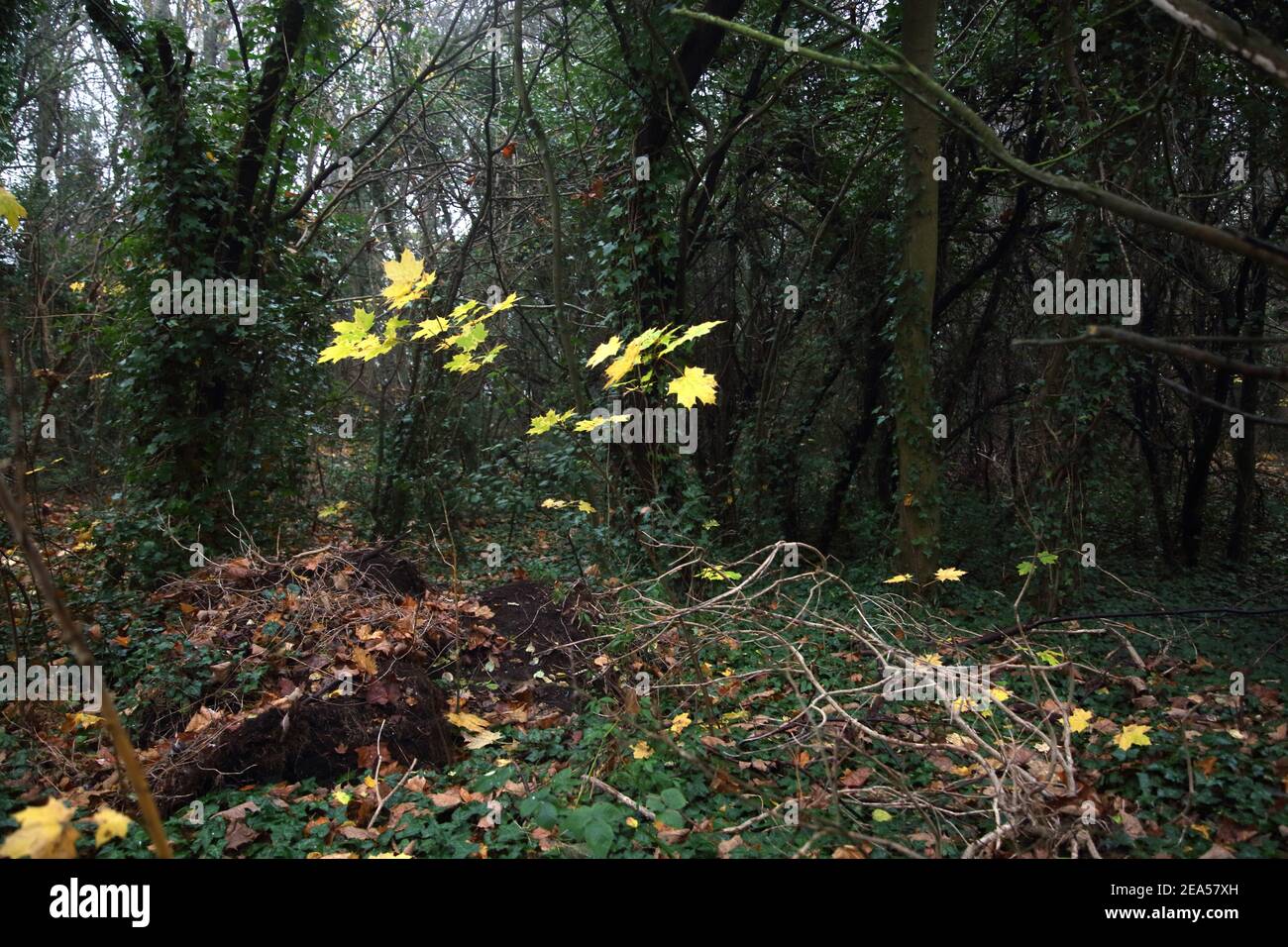 Banstead Surrey England Cuddington Way Yellow Sycamore Leaves November Lockdown Walk Stock Photo