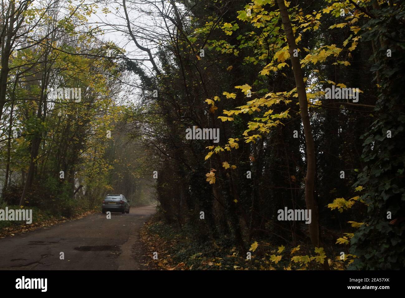Banstead Surrey England Cuddington Way Yellow Sycamore Leaves November Lockdown Walk Stock Photo
