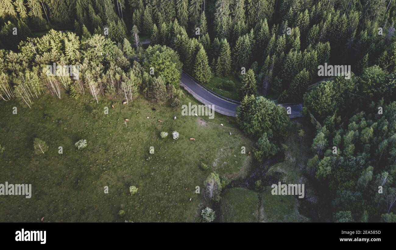 An aerial view of the road surrounded by the lush green forest Stock ...