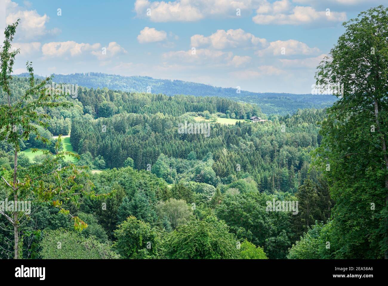 A mesmerizing view of lush green forest under a cloudy sky Stock Photo ...