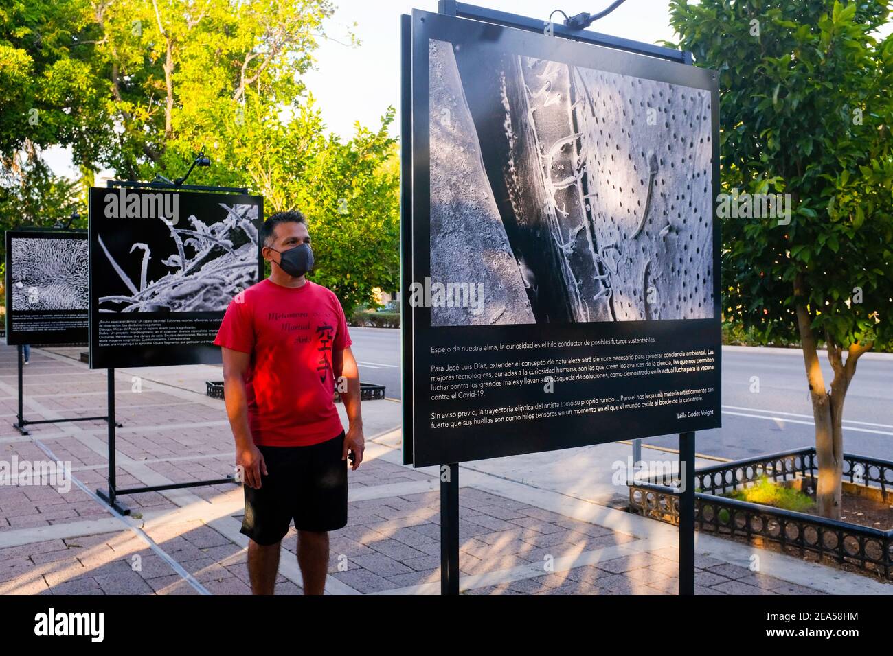 Visitor looking at photo exhibition on Paseo Montejo during the Covid-19 Pandemic, Merida Mexico Stock Photo