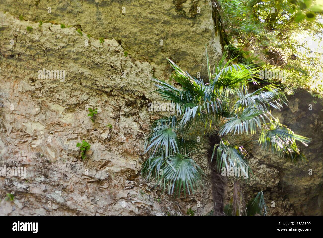 Green palm against a grey cliff Stock Photo