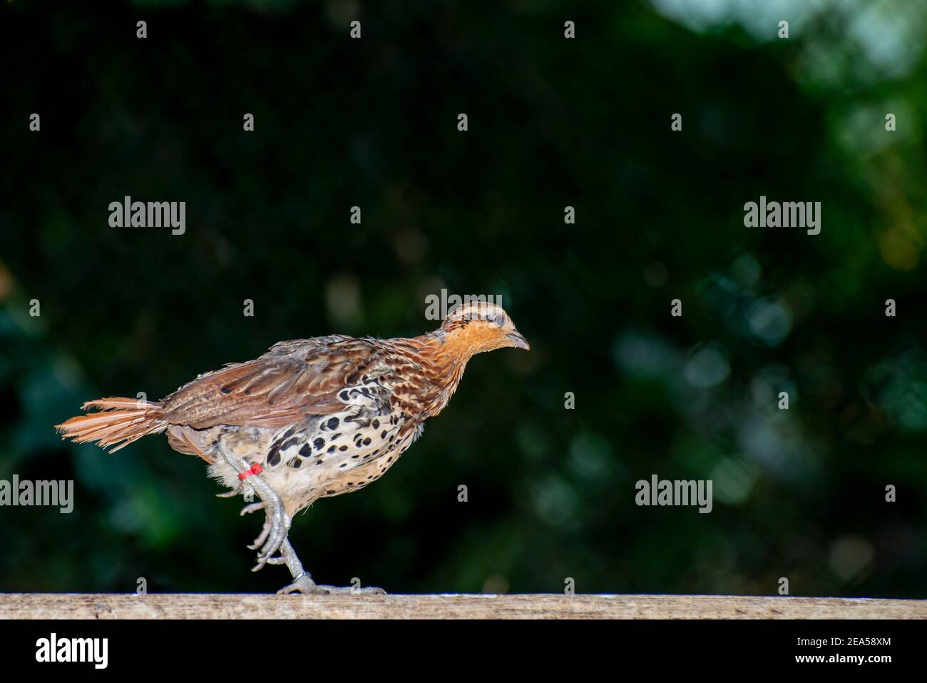 Apple Valley, Minnesota.  A banded Mountain Bamboo-partridge, Bambusicola fytchii walking on a fence railing. Stock Photo