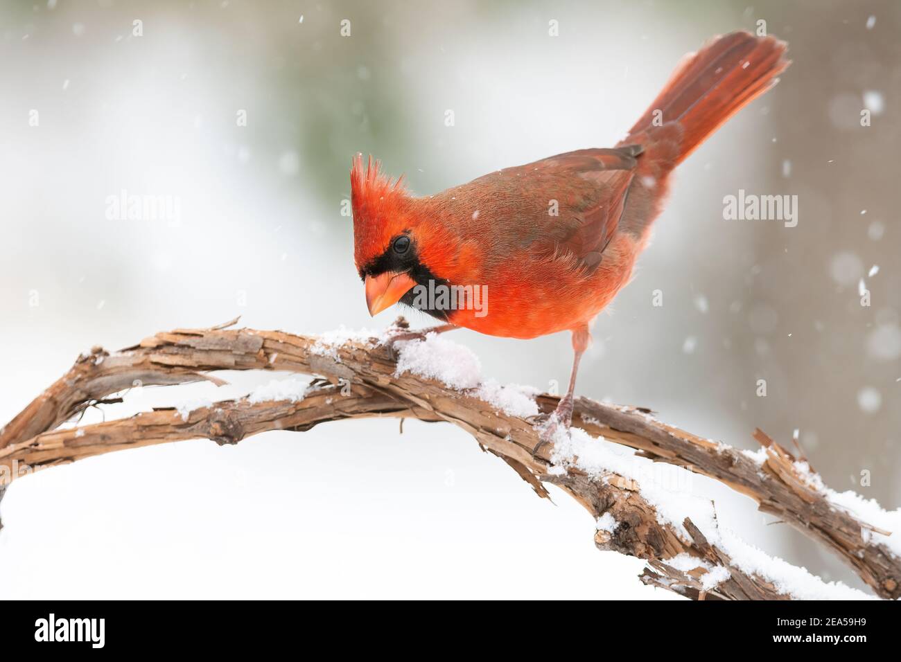 Northern Cardinal perched on limb (Cardinal cardinalis), E North America, by Dominique Braud/Dembinsky Photo Assoc Stock Photo