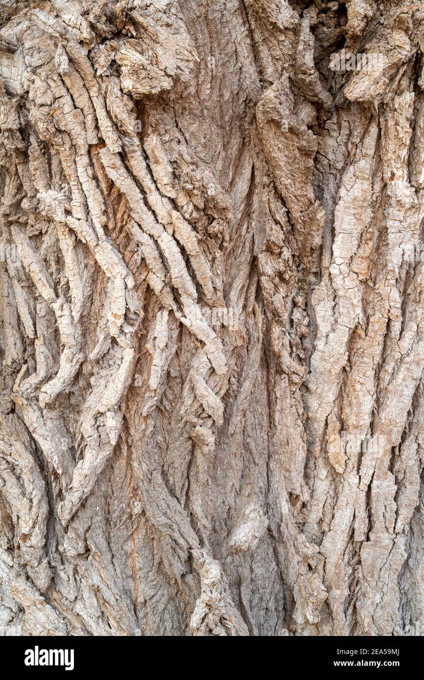 Eastern Cottonwood tree bark (Populus deltoides), E USA, by Dominique