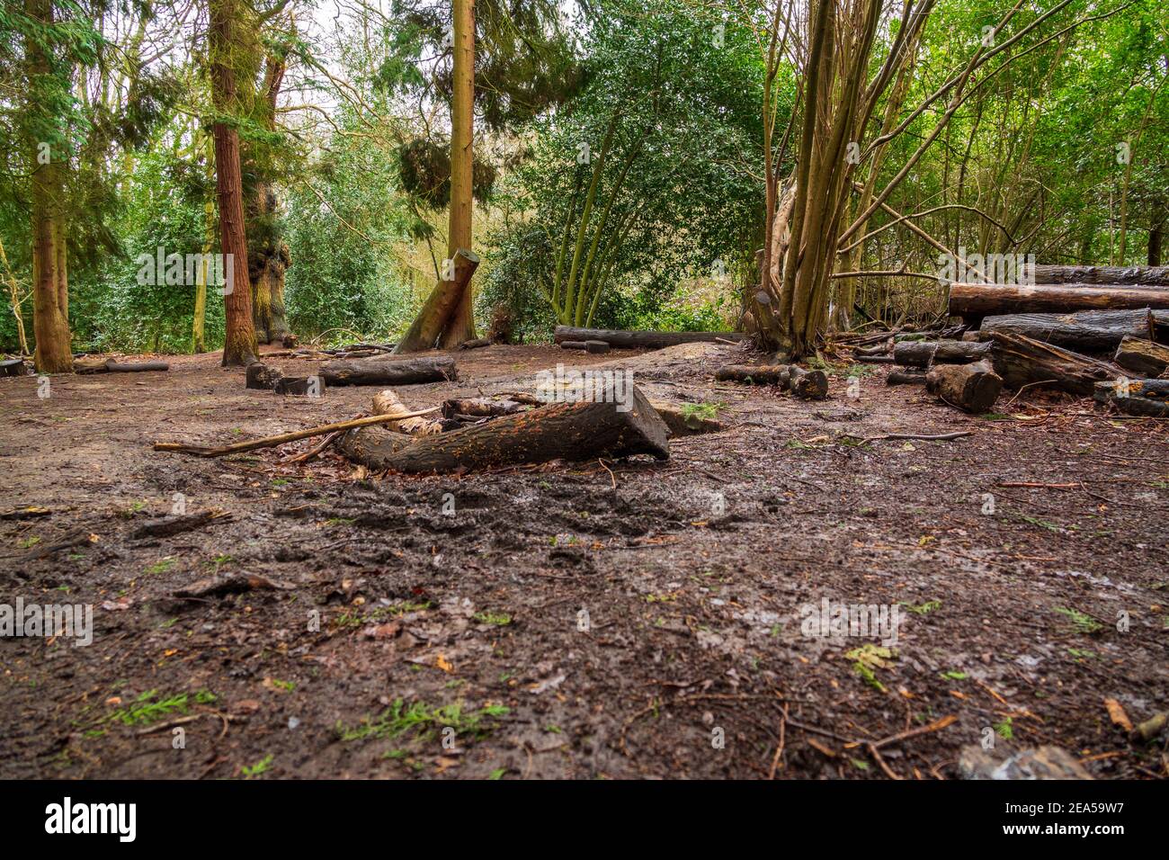 A pile of tree trunks and logs surrounding a campfire at a forest school also used as a scout wild camping area in local woodland. London. UK. Stock Photo