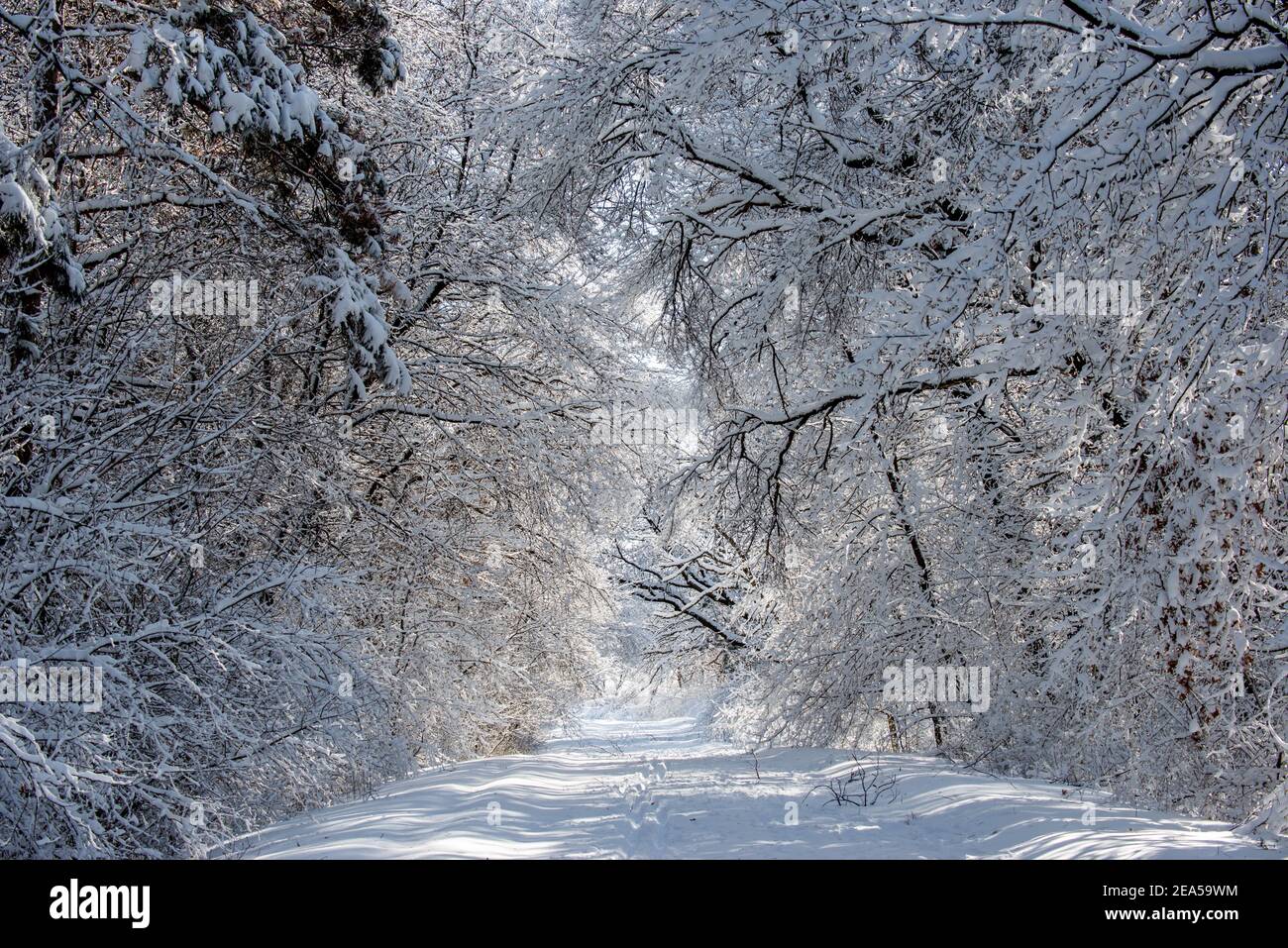 Vadnais Heights, Minnesota. Fresh snowfall in Vadnais Lake Regional Park creates a beautiful winter spectacle. Stock Photo