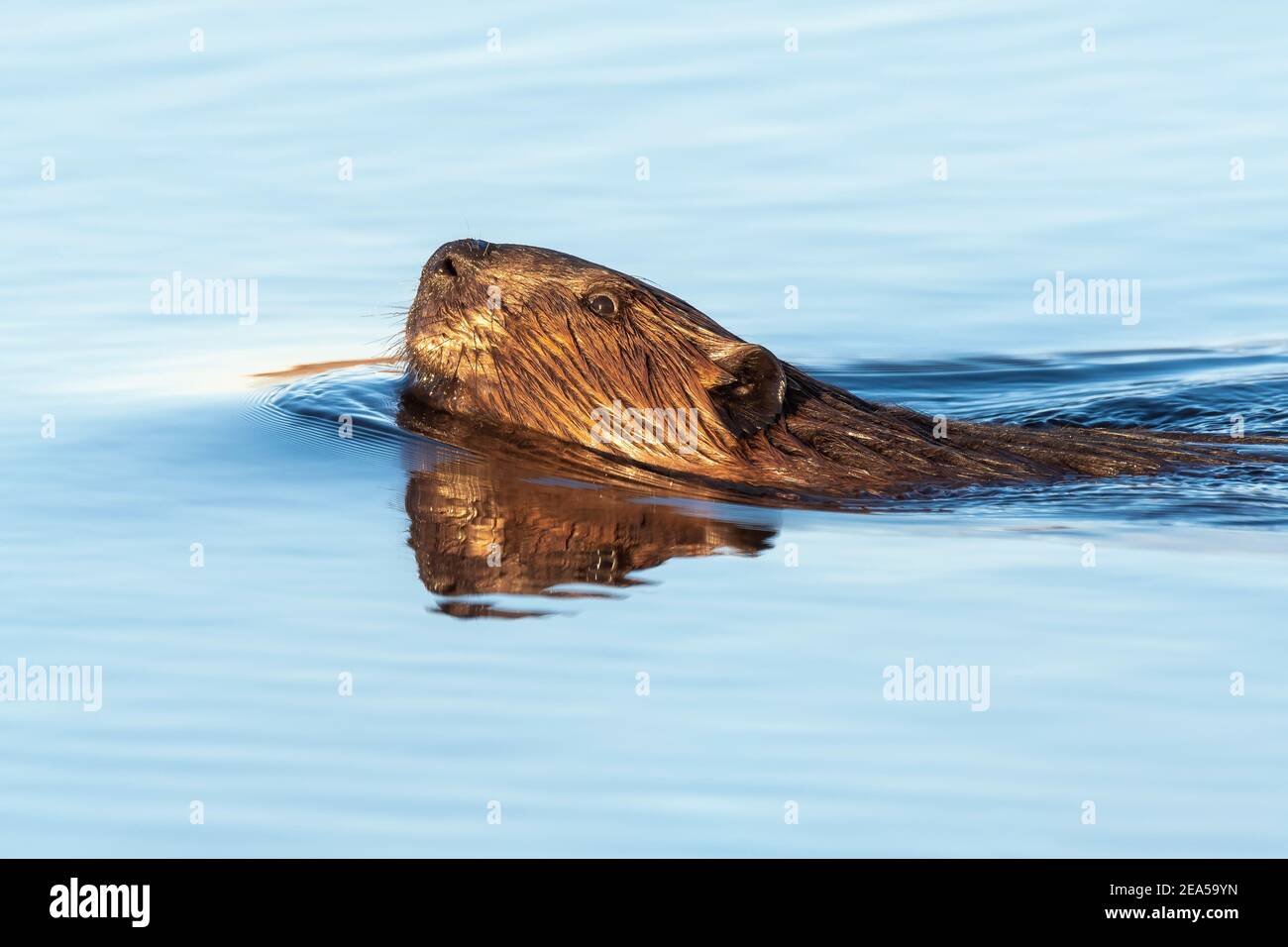 American Beaver swimming in pond, North America, by Dominique Braud/Dembinsky Photo Assoc Stock Photo