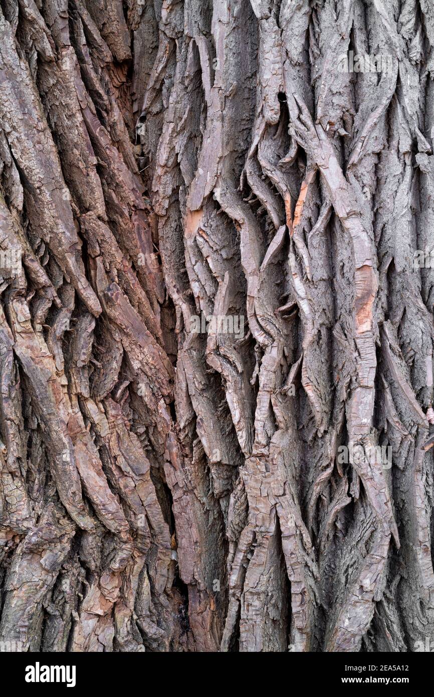 Cottonwood tree bark hi-res stock photography and images - Alamy