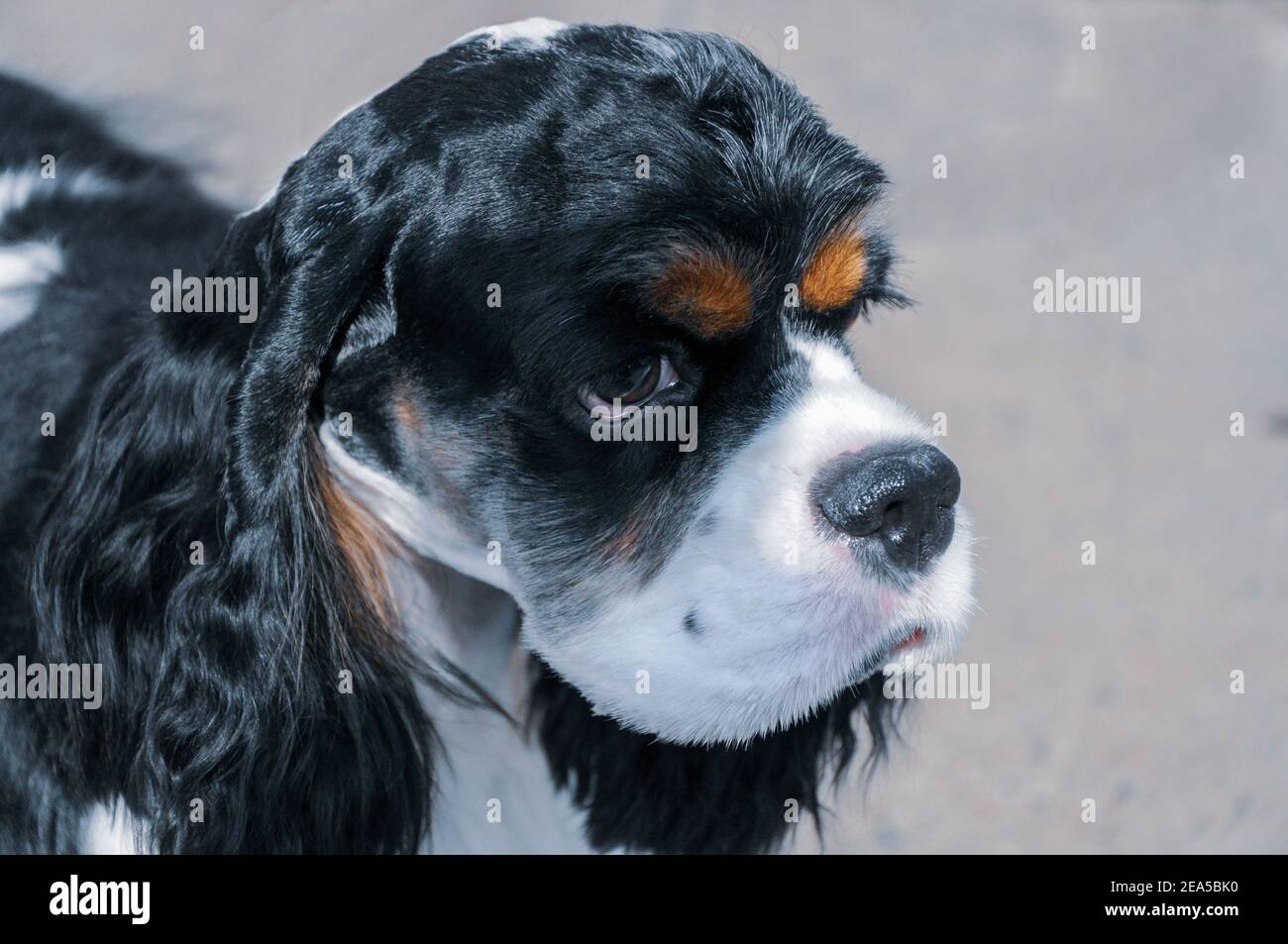 Portrait of a young black and white purebred American Cocker Spaniel with beige tan Stock Photo