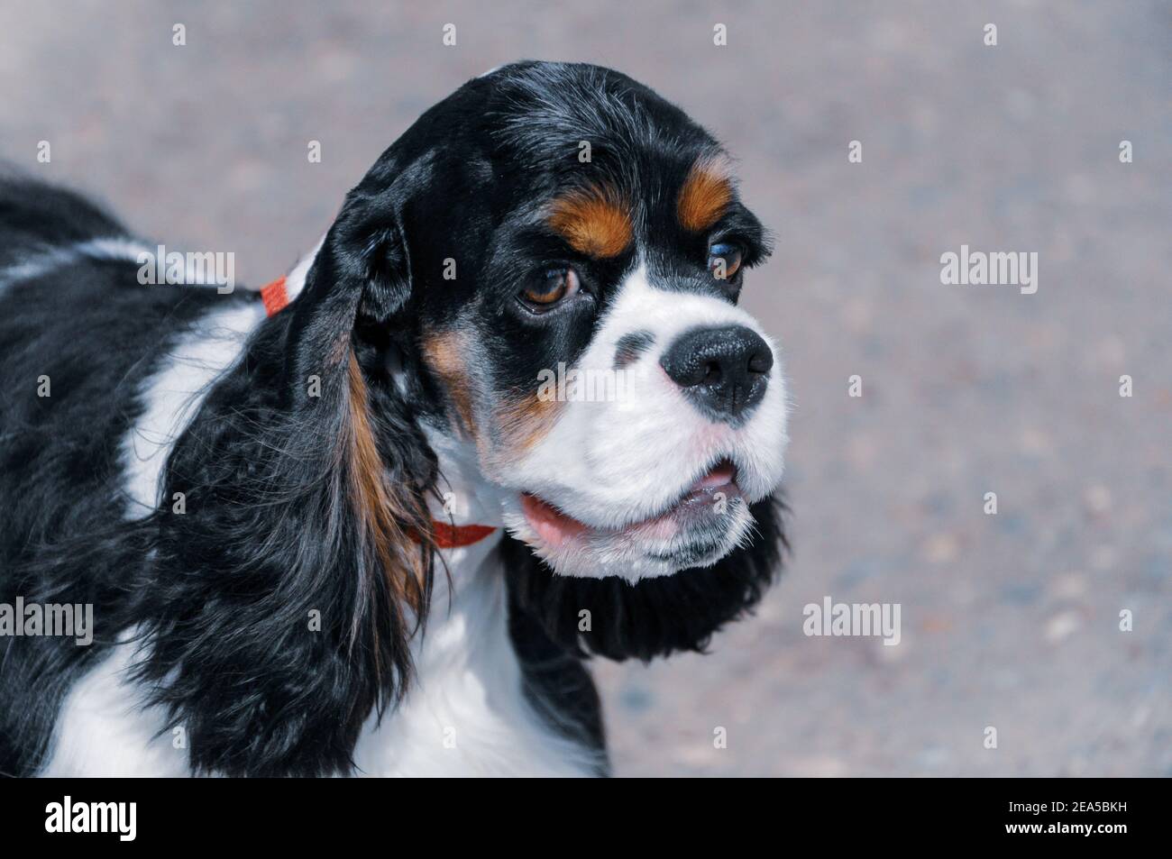 Portrait of a young black and white purebred American Cocker Spaniel with beige tan Stock Photo