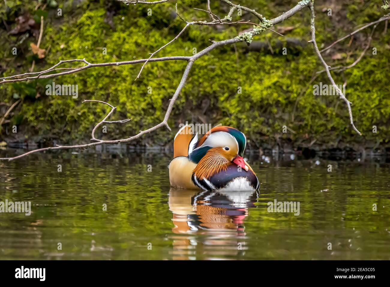 Beautiful male mandarin ducks swimming in a little pond called Jacobiweiher not far away from Frankfurt, Germany at a cold day in winter. Stock Photo