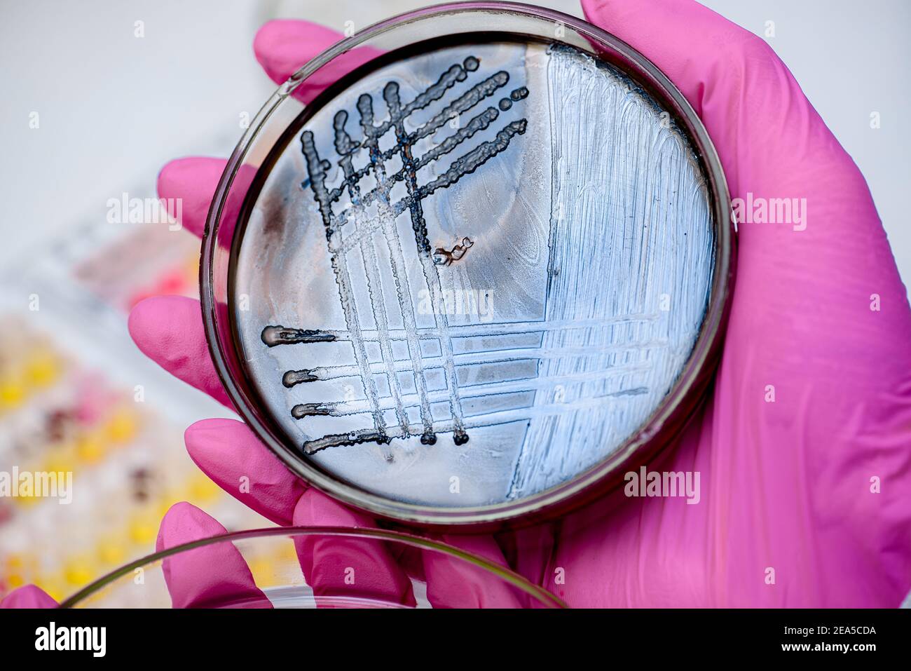 Closeup of bacterial inoculation of Salmonella culture in a petri dish