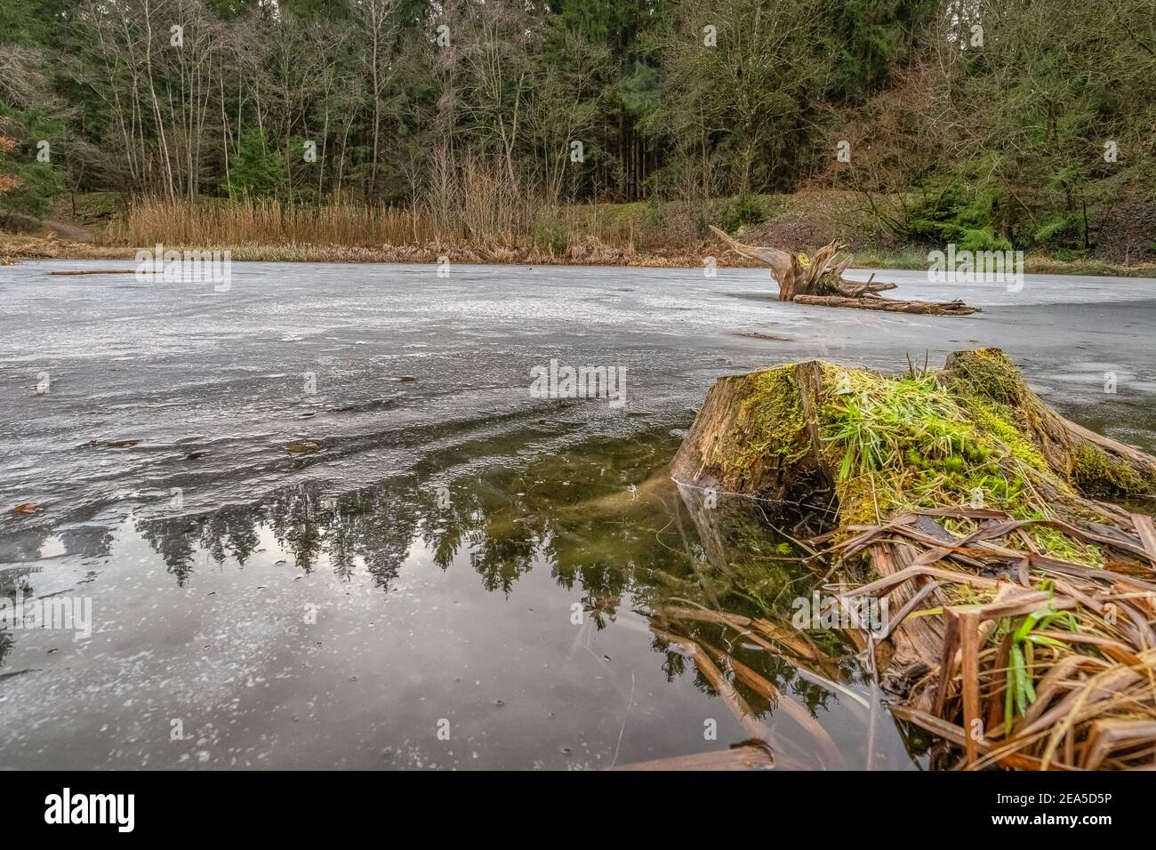 Winter landscapes with a root lying in a lake which has some ice on its ...