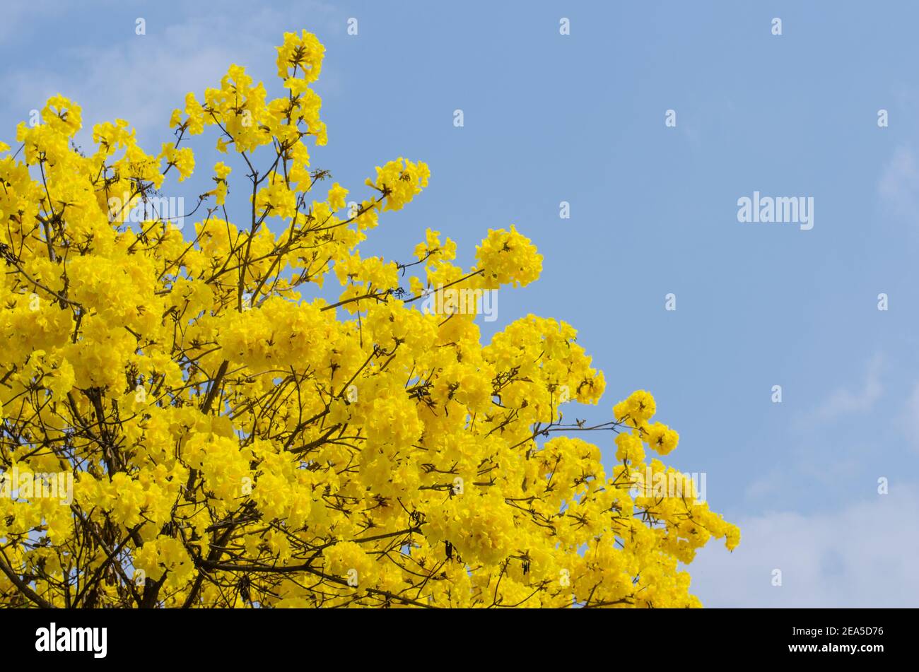 Yellow tabebuia flower on background sky. Stock Photo