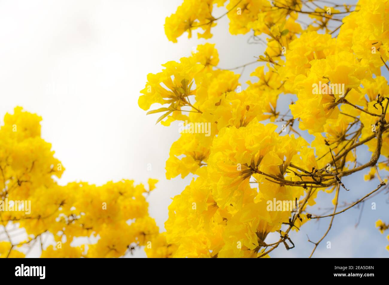 Yellow tabebuia flower on background sky. Stock Photo