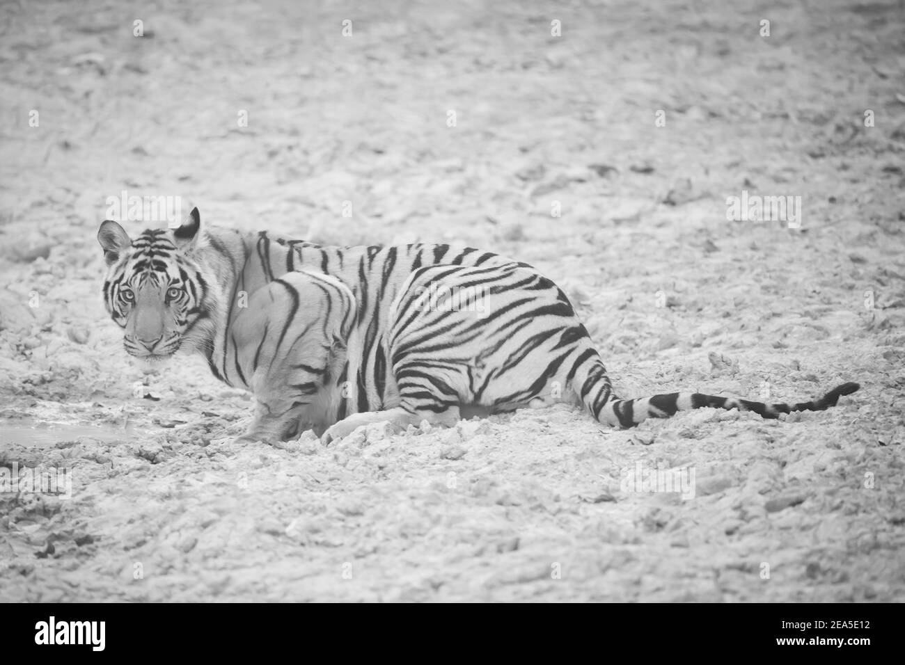 Subcontinent Black And White Stock Photos Images Alamy Subcontinent Black And White Stock Photos Images Alamy