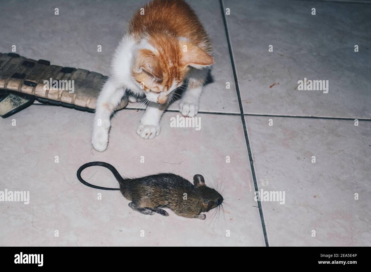 Kitten Cat playing and eat rat on the Ground Stock Photo Alamy