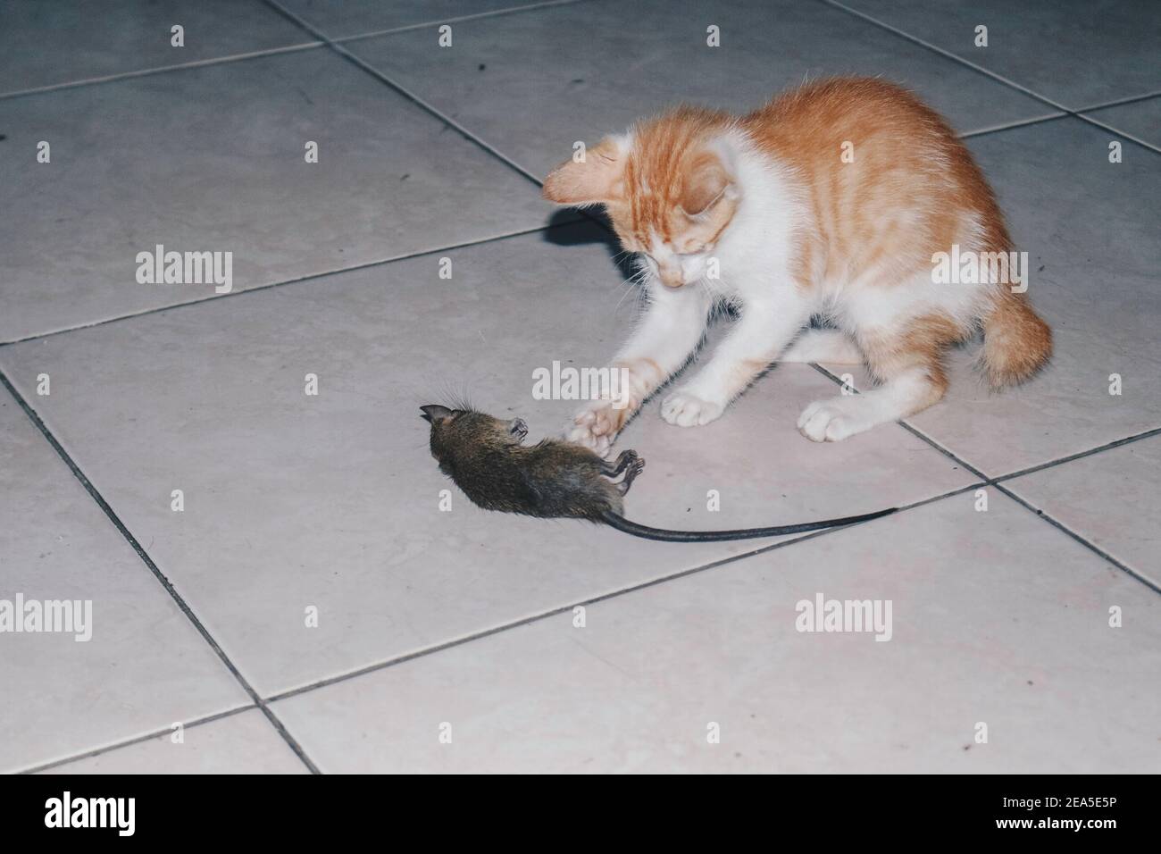 Kitten Cat playing and eat rat on the Ground Stock Photo Alamy