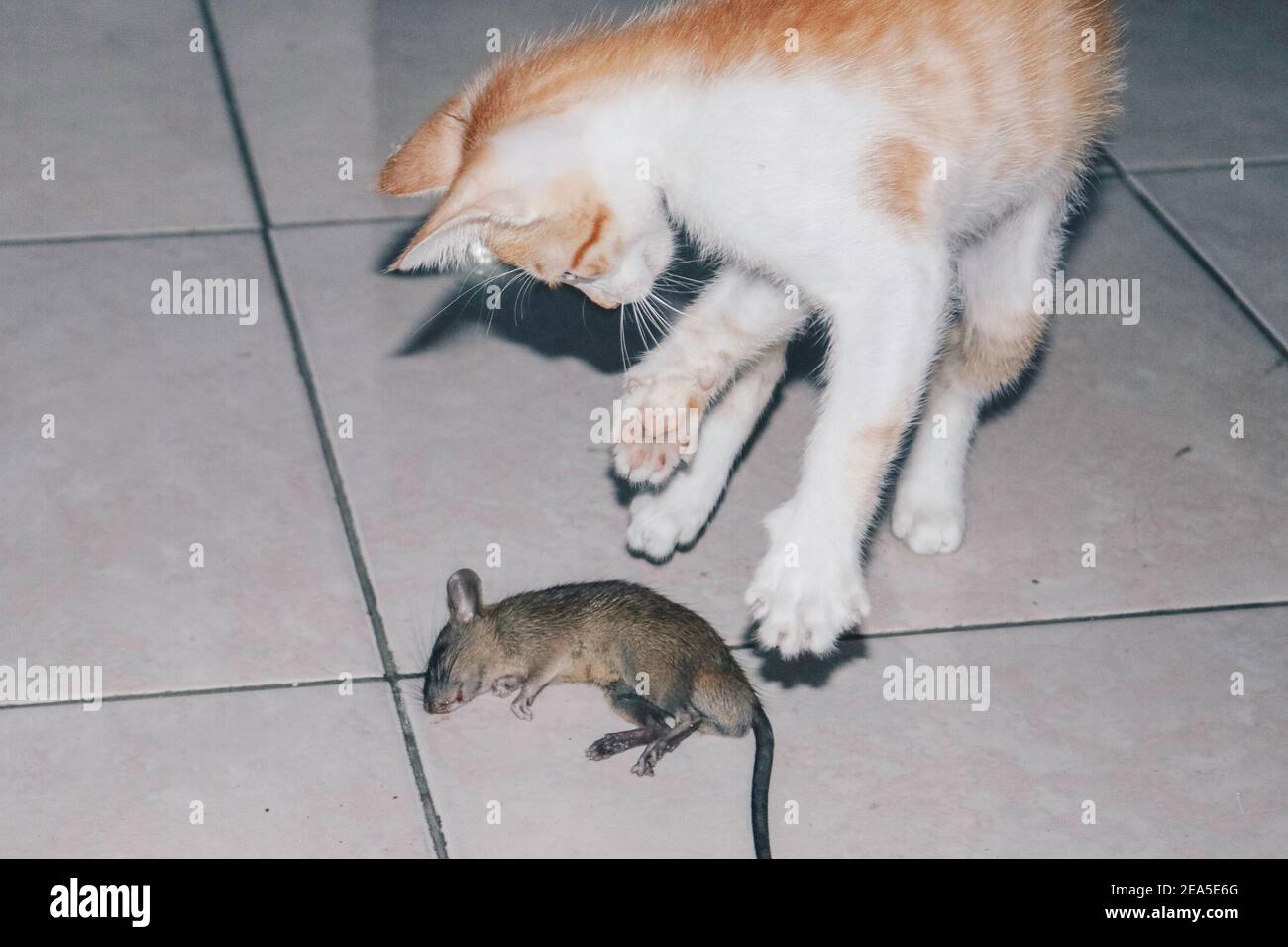Kitten Cat playing and eat rat on the Ground Stock Photo Alamy