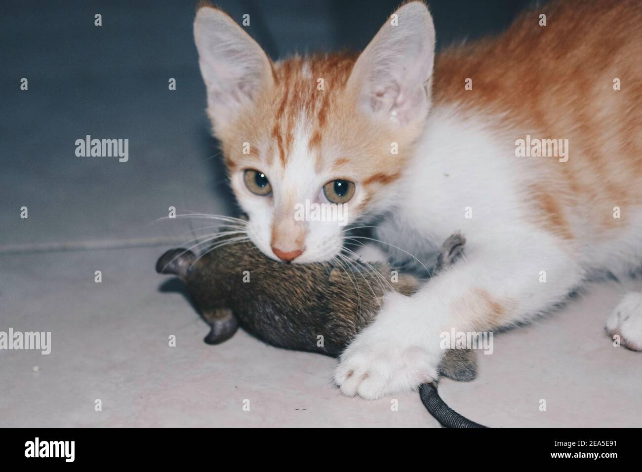 Kitten Cat playing and eat rat on the Ground Stock Photo Alamy