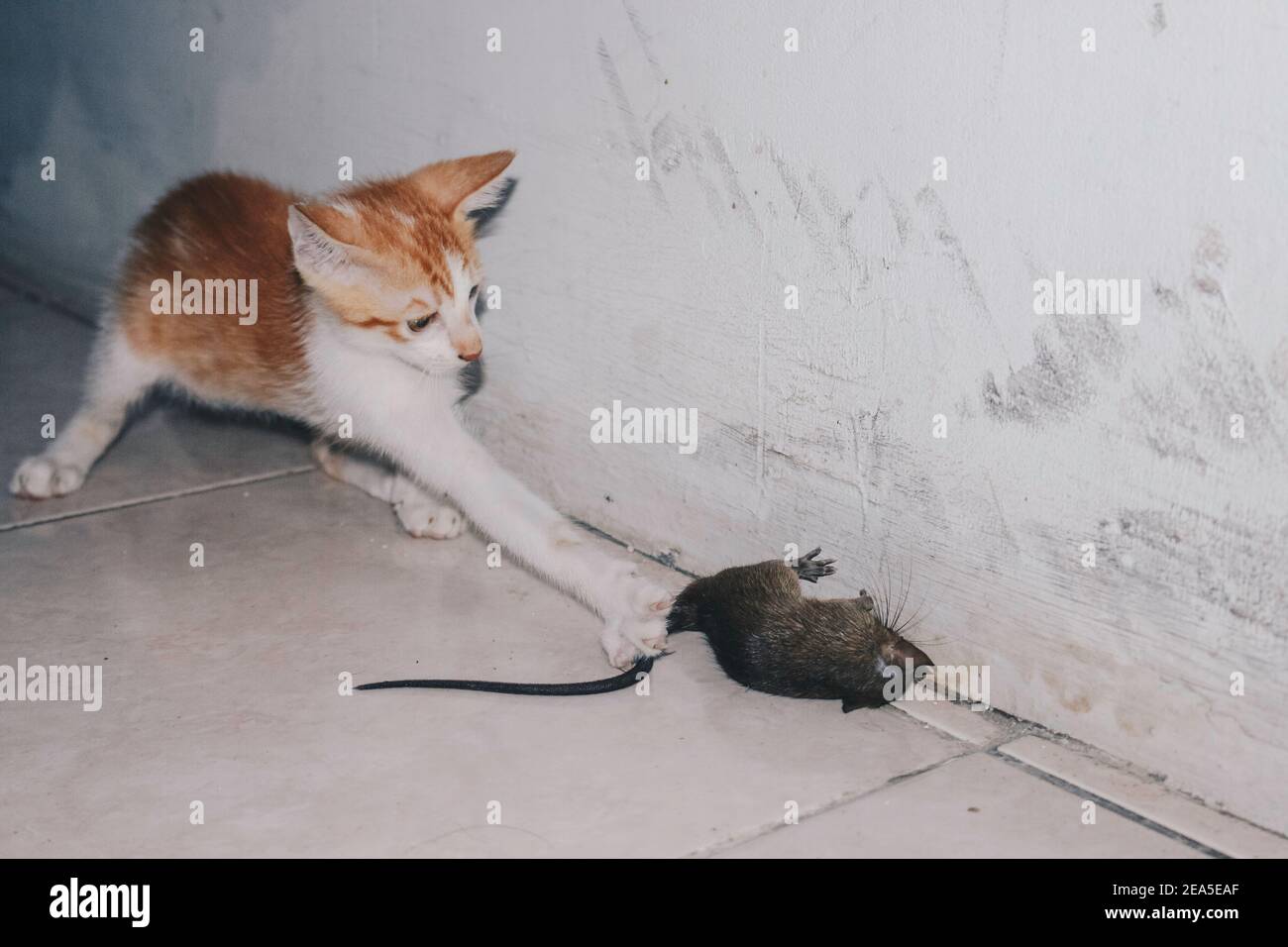 Do rats eat kittens online