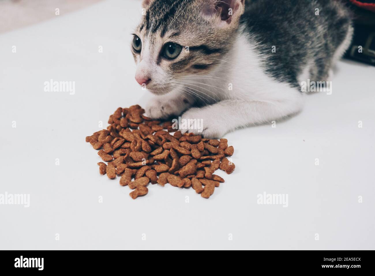 Tabby top cat diet