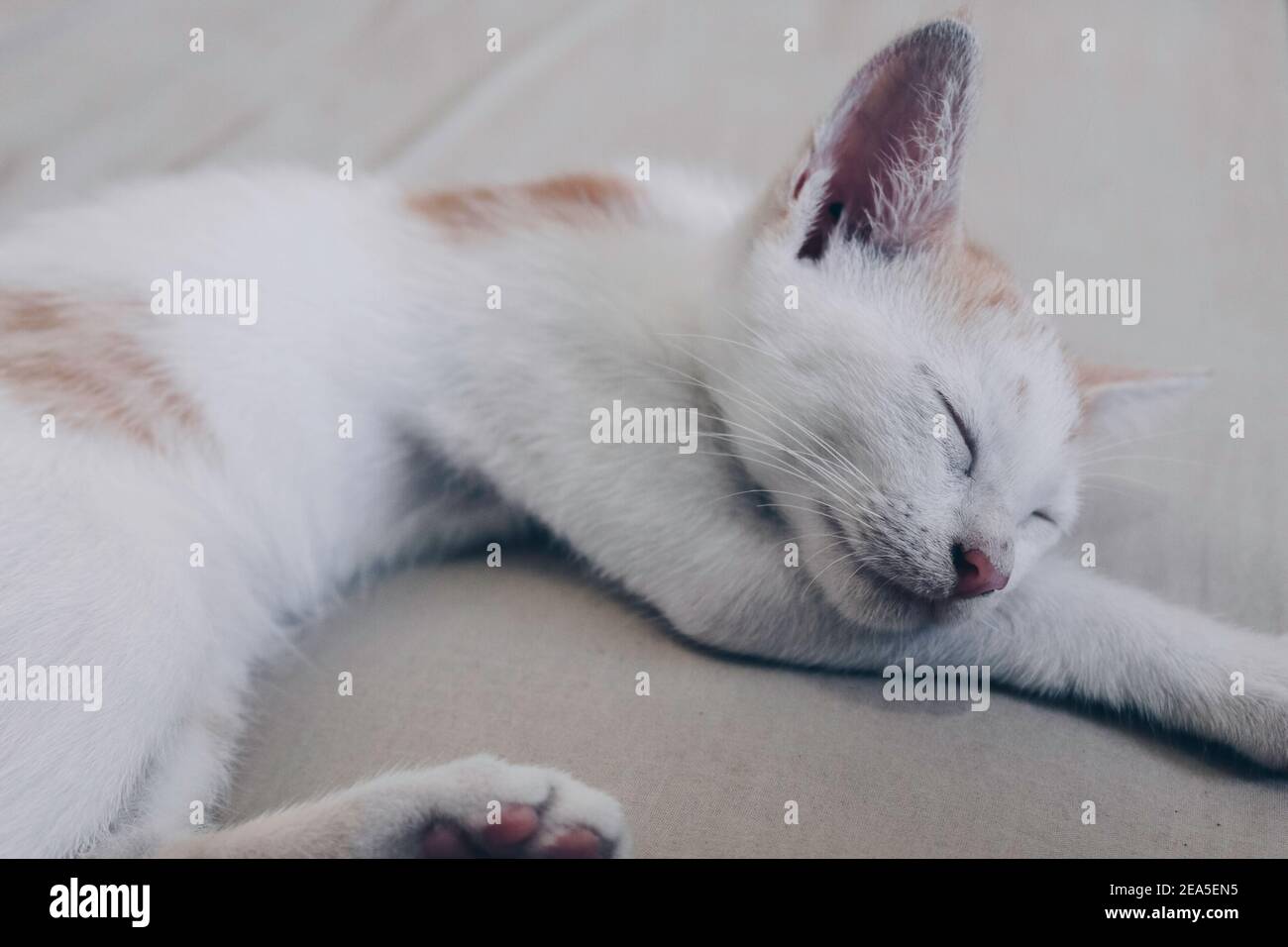 Cute little ginger kitten is sleeping on wooden floor Stock Photo - Alamy