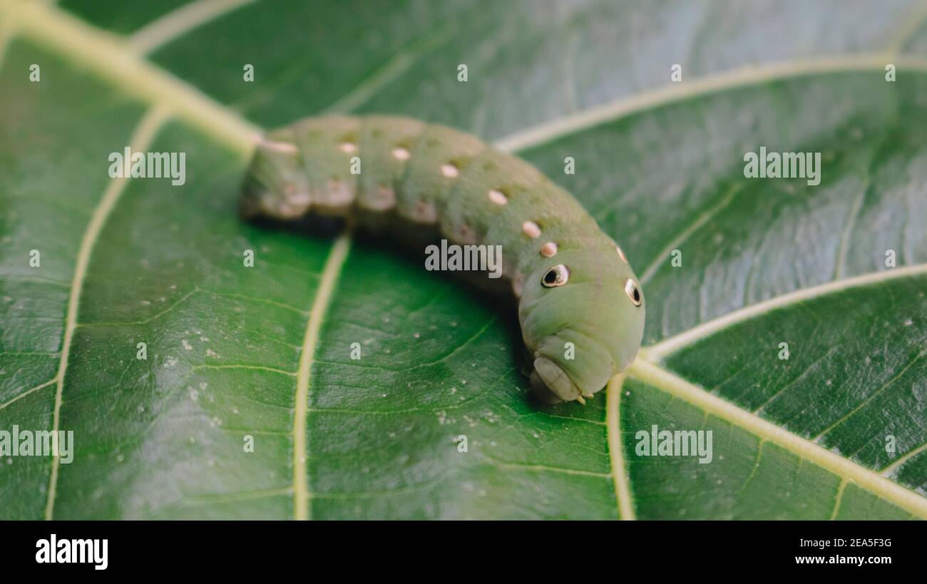 Oleander hawk-moth (Daphnis nerii, Sphingidae) caterpillar on green leaves.  The fat green caterpillar with white stripes on the side. Big eyes Stock  Photo - Alamy