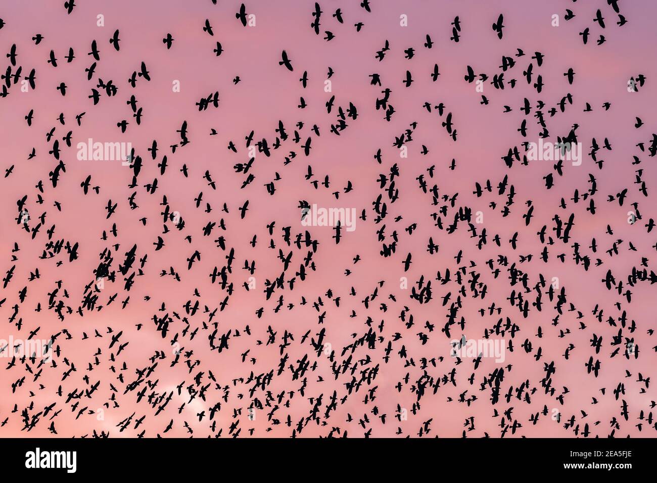 Beautiful large flock of birds in the sunset pink sky Stock Photo