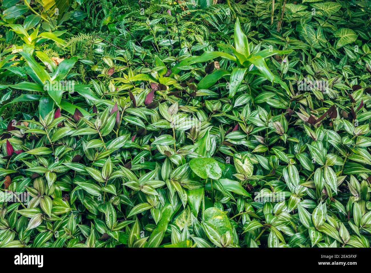Green tropical garden plants close-up background. Stock Photo