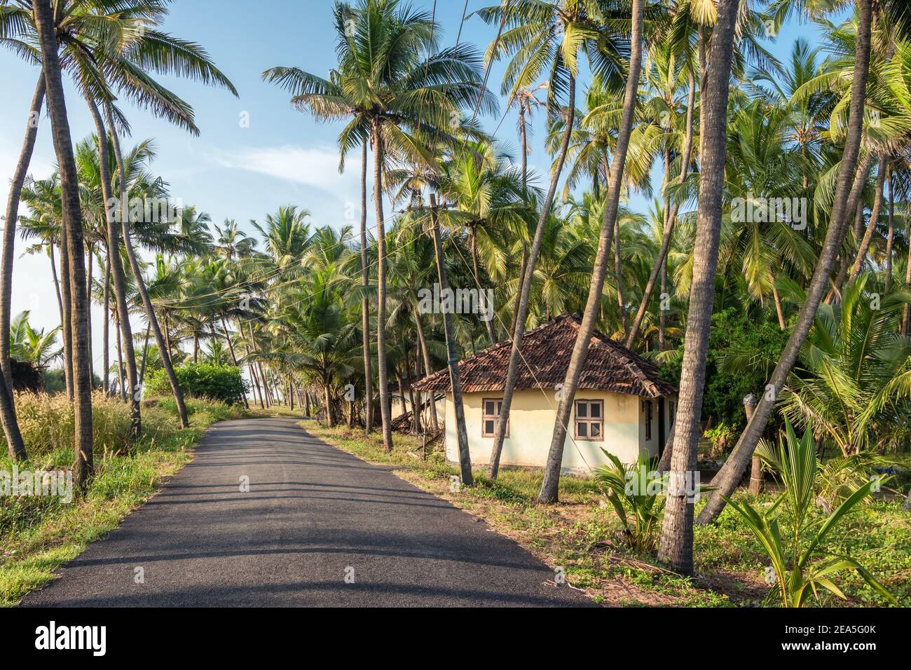 Rural landscape with village house and palm trees plantation in Kerala, India Stock Photo