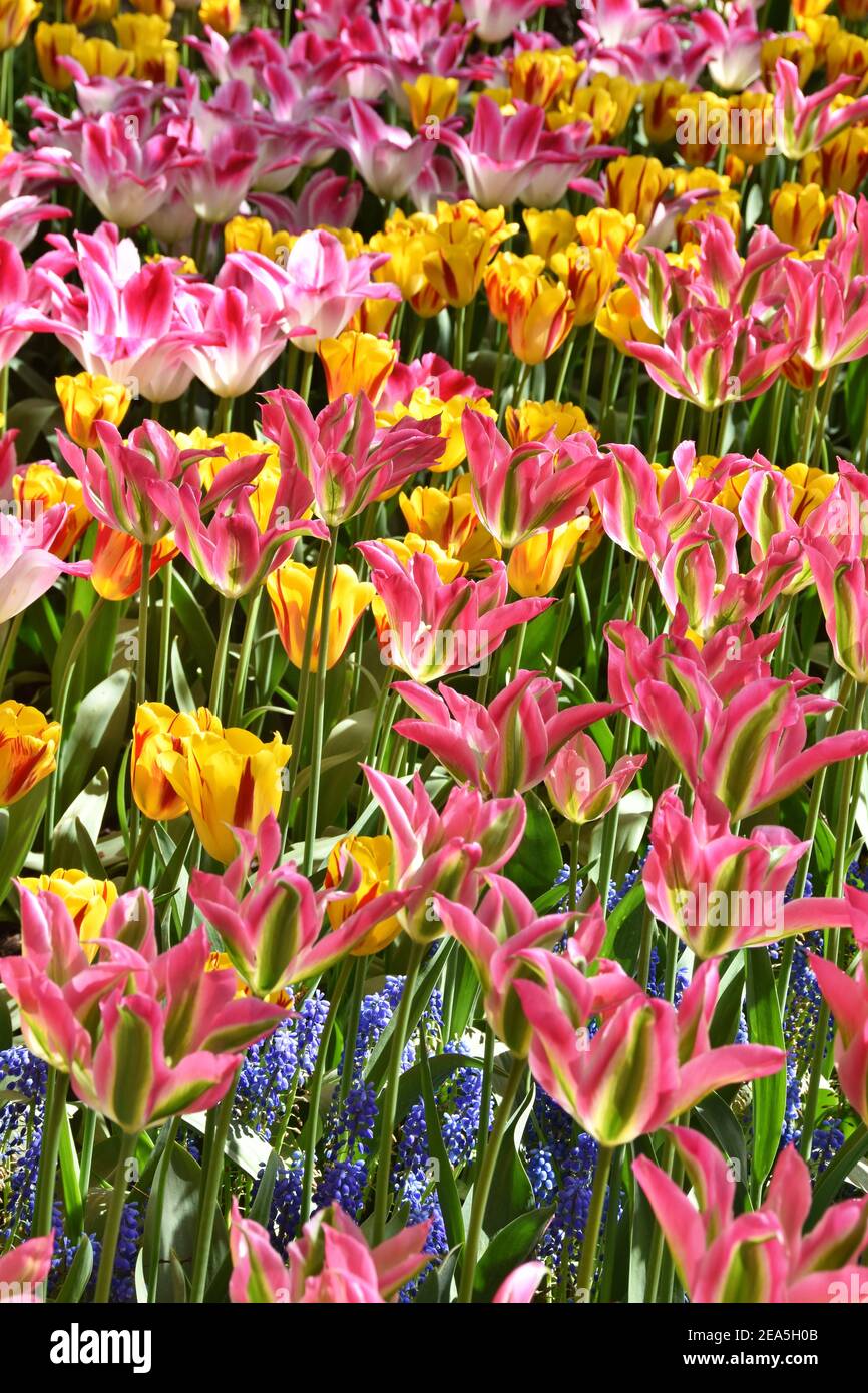 Cheerful flowers hires stock photography and images Alamy