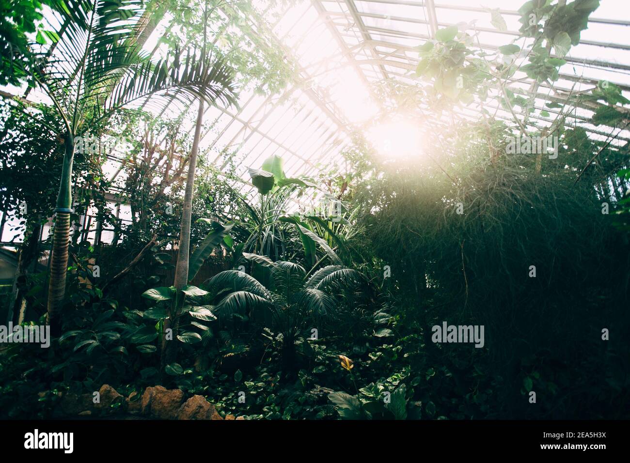 Greenhouse with tropical plants. Banana tree, monstera, palms. Sunlight Stock Photo Alamy