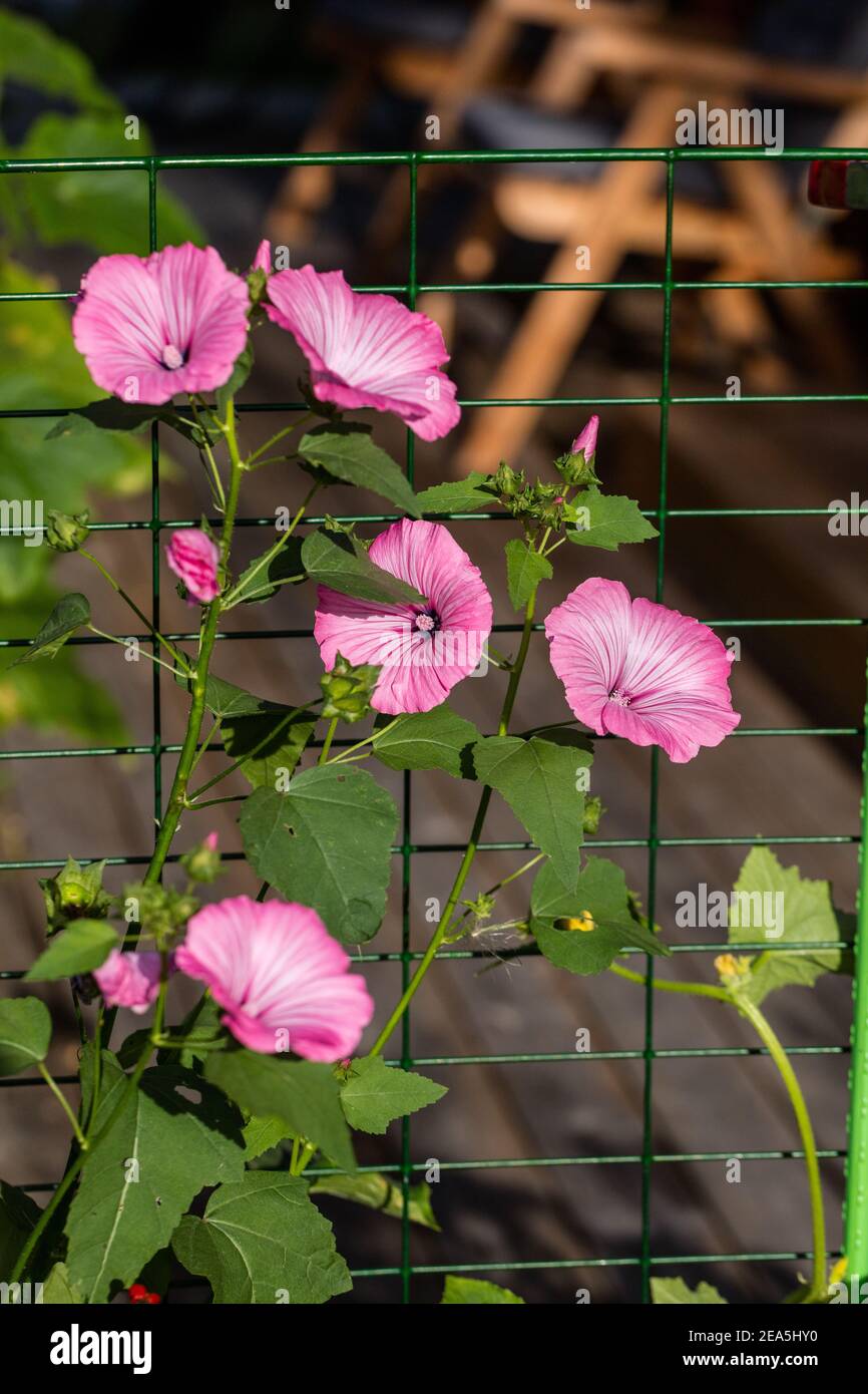 'Silver Cup' Rose Mallow, Sommarmalva (Lavatera trimestris) Stock Photo