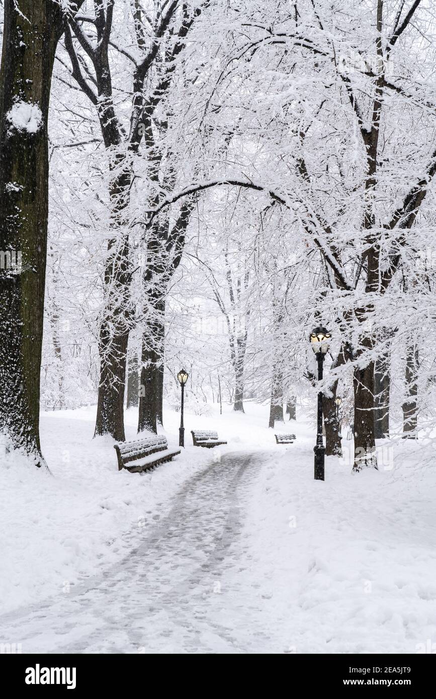 New York City Central Park during a snowstorm Stock Photo - Alamy