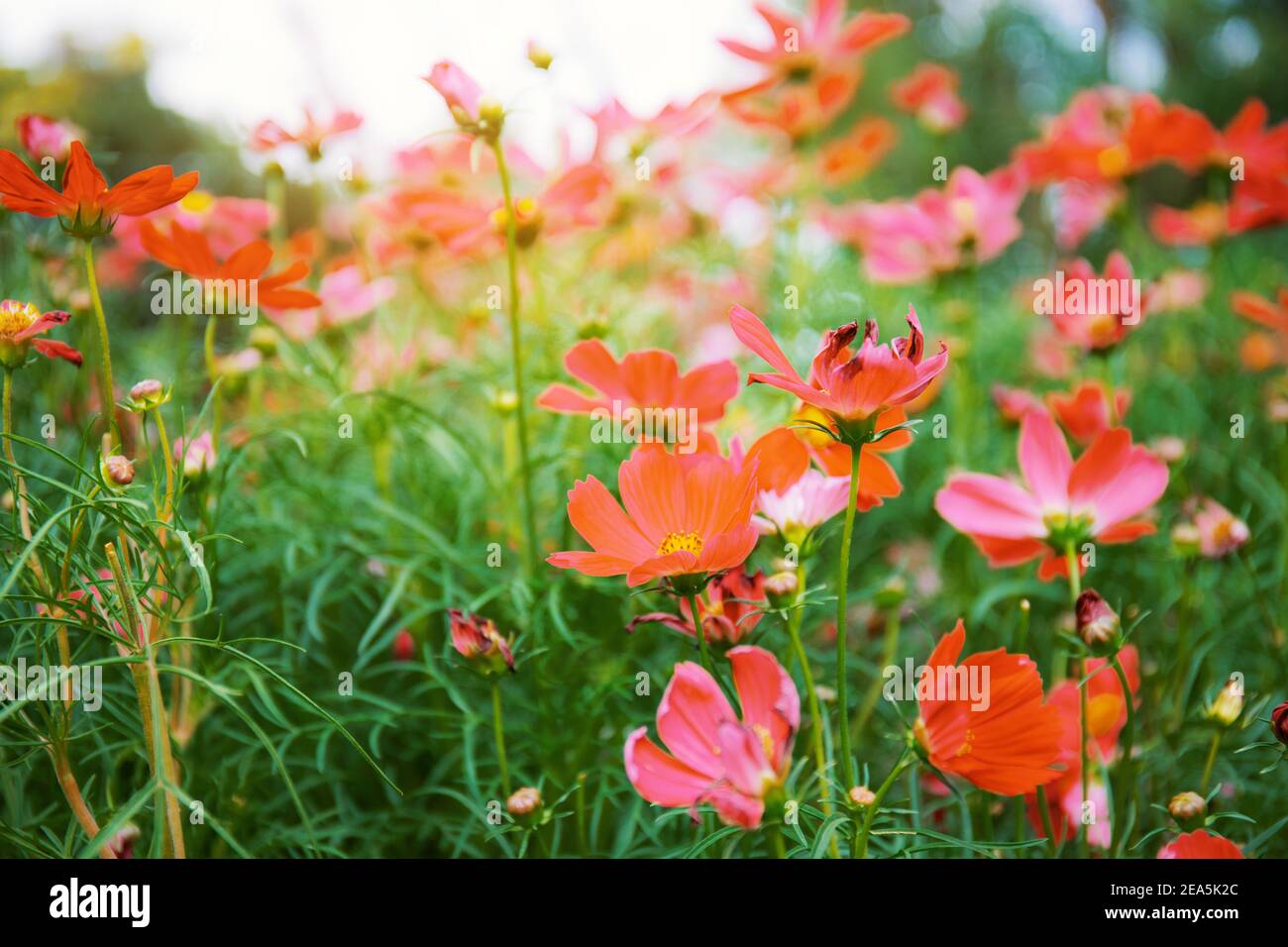 Color of cosmos flower in the garden with sunlight background Stock Photo - Alamy