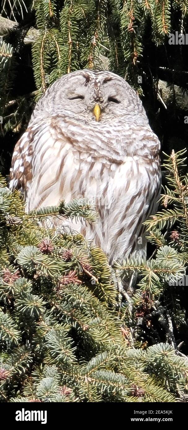 sleeping Owl Stock Photo