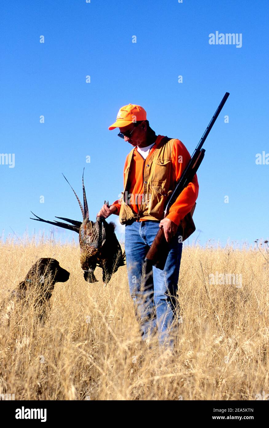 Pheasant hunter with dog and holding two rooster pheasants Stock Photo