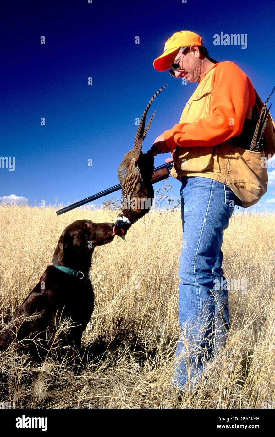 Pheasant hunter with dog and holding a rooster pheasant Stock Photo