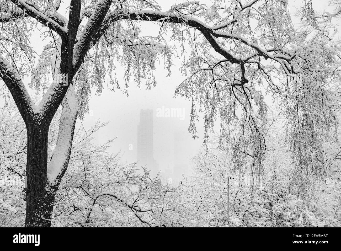 Black and white image of a tree covered in snow hanging during a nor'easter in Central Park, New York City. Stock Photo